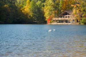 Swans by the Cottage