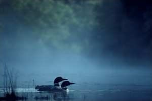 Loons on a Misty Morning