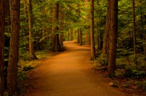 Road through Forest